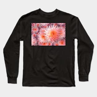 Infinite Pink Spiky Dahlias Long Sleeve T-Shirt